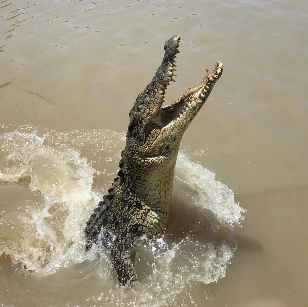 Jumping Crocodiles Cruise