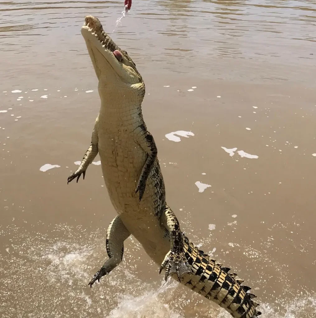 Top Tips for the Cruise, Jumping Crocodiles Cruise