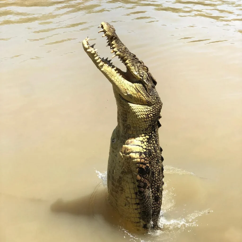 saltwater crocodiles